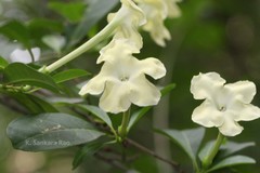 Brunfelsia americana